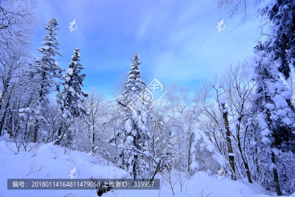 雾凇,冰雪风光,雪景,蓝天白云