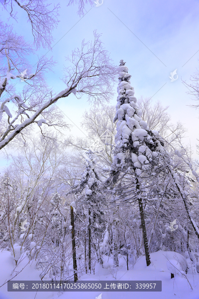 雾凇,冰雪风光,雪景,蓝天白云