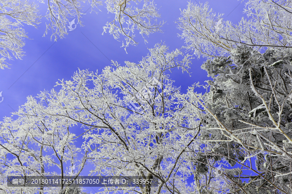 雾凇,冰雪风光,雪景,蓝天白云