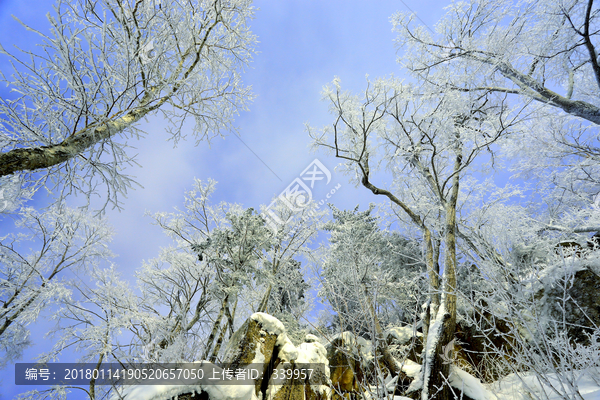 雾凇,冰雪风光,雪景,蓝天白云