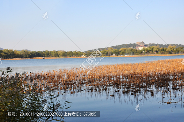 湖岸残荷湖岸秋