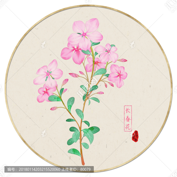 水彩花卉,長春花