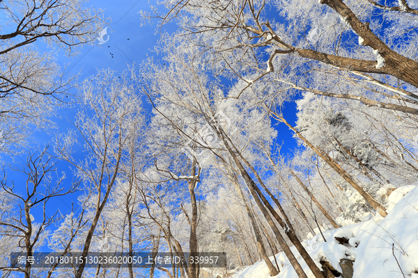 雾凇,冰雪风光,雪景,蓝天白云