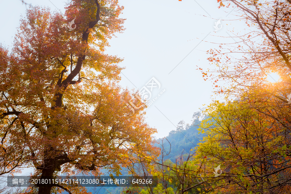 梅岭枫树