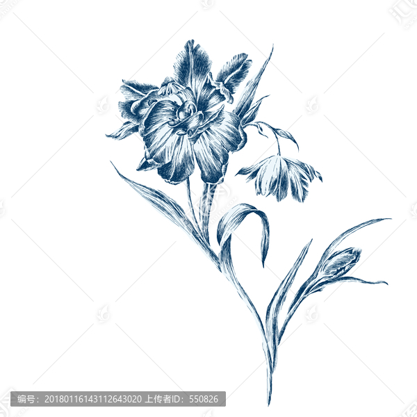 線描花卉,分層