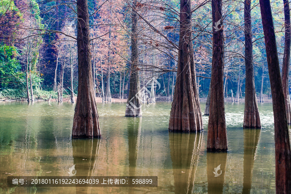 水上森林