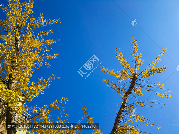 银杏树,秋季蓝天