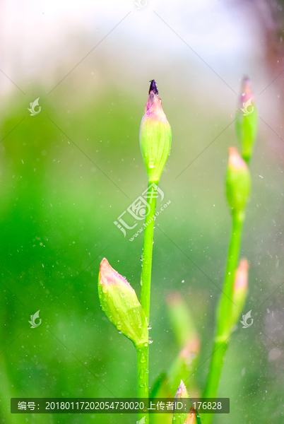雨中的鸢尾花
