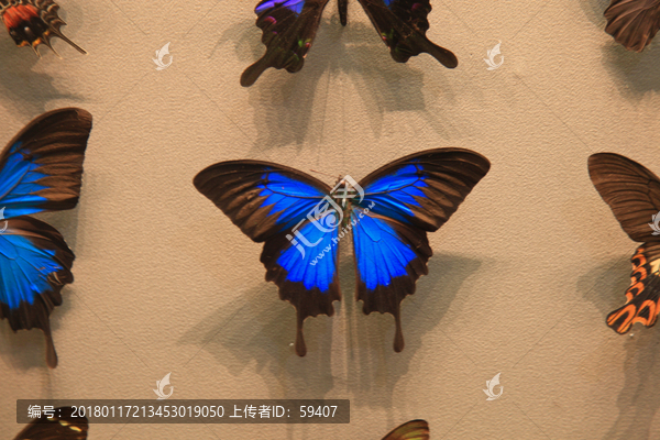 蝴蝶,蝴蝶标本,南美闪蝶