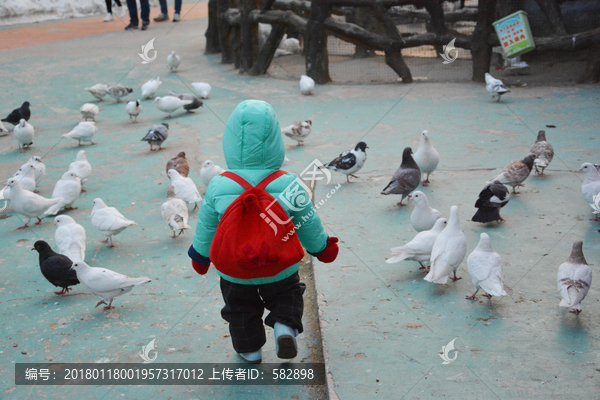 鸽群与可爱小孩