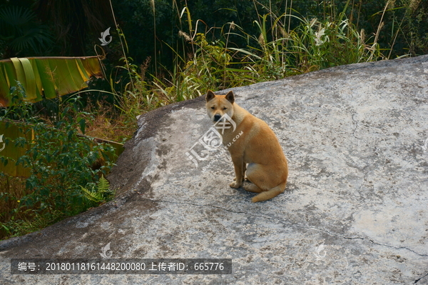 田园犬