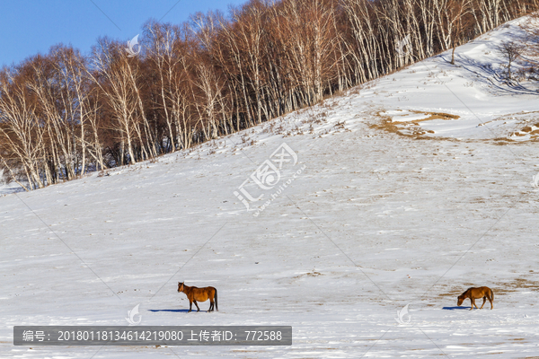 草原坝上的雪景