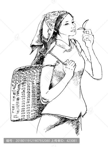 采茶女