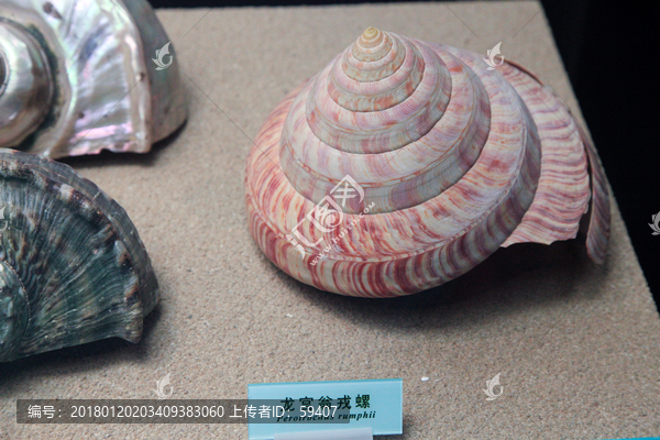 海螺,贝壳