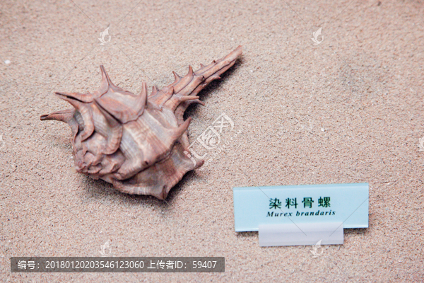 海螺,贝壳,染料骨螺