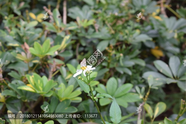 蝴蝶和小野菊