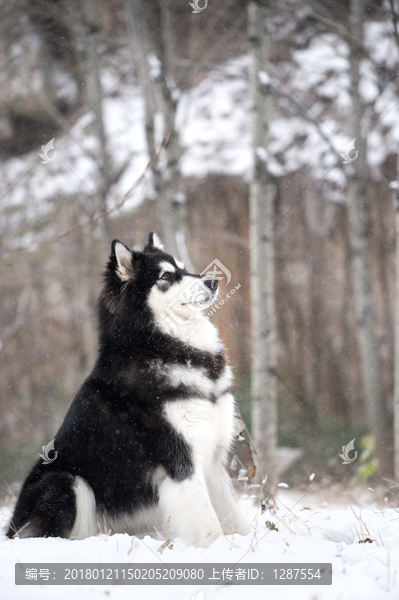 阿拉斯加雪橇犬