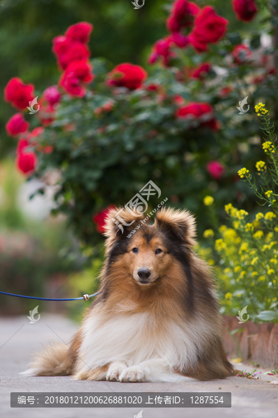 苏格兰牧羊犬