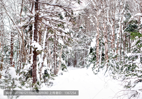 森林雪景,冬天雪地