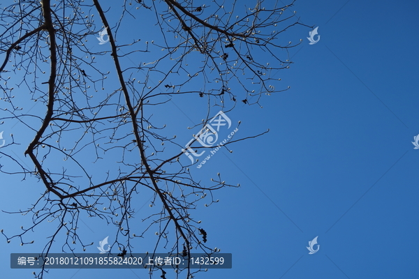 蓝天背景枯树枝
