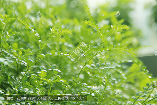 绿色背景,胡椒木