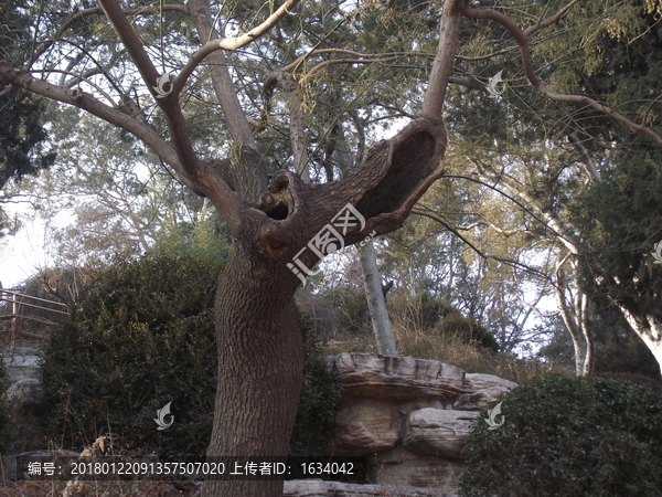景山公園歪脖樹