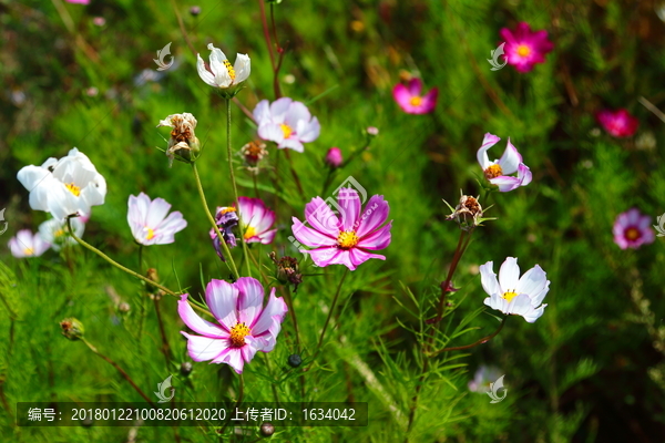 草原天路格桑花