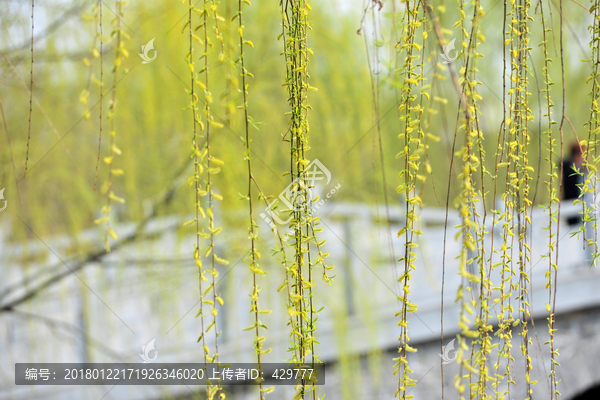 柳树发芽,,柳枝