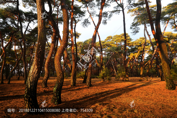 阳光,植被