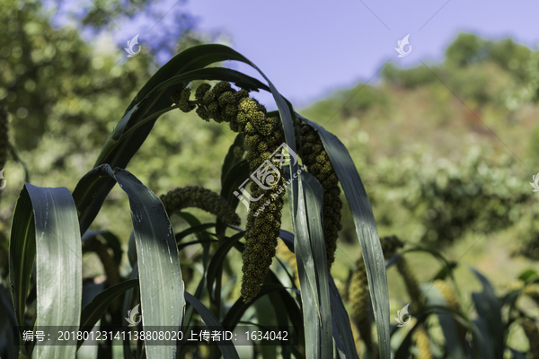喇叭溝原始森林公園小米