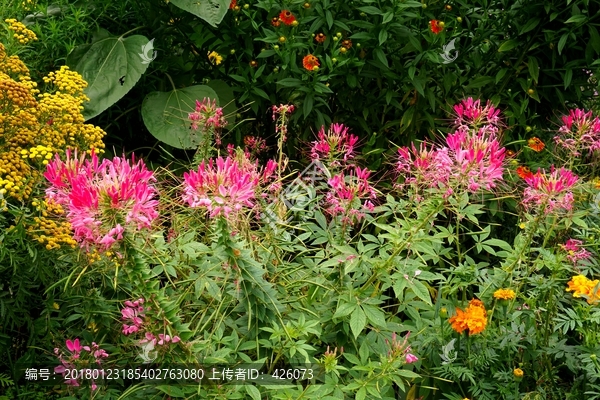 醉蝶花和金菊花