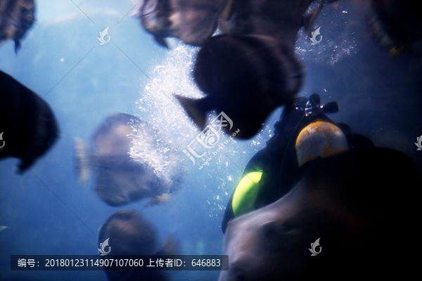 深海鱼群,鱼群摄影