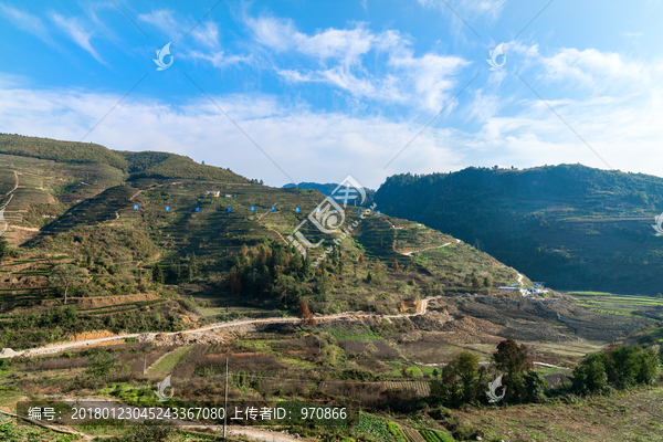 茶山茶园