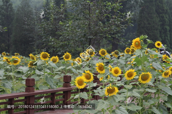 奥林匹克森林公园葵花