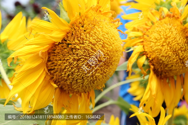 奥林匹克森林公园葵花