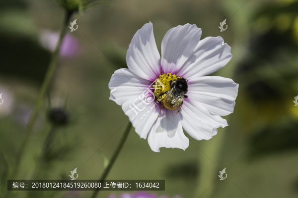 草原天路格?；? title=
