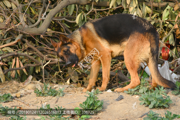 宠物狗,德国牧羊犬,狼犬