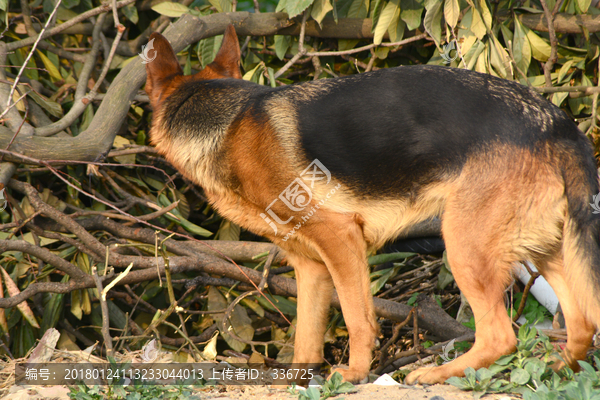 宠物狗,德国牧羊犬,狼犬