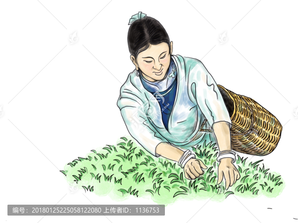 茶園采茶繪畫
