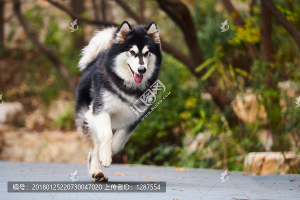 阿拉斯加雪橇犬