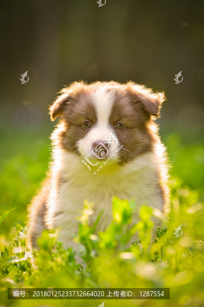 边境牧羊犬