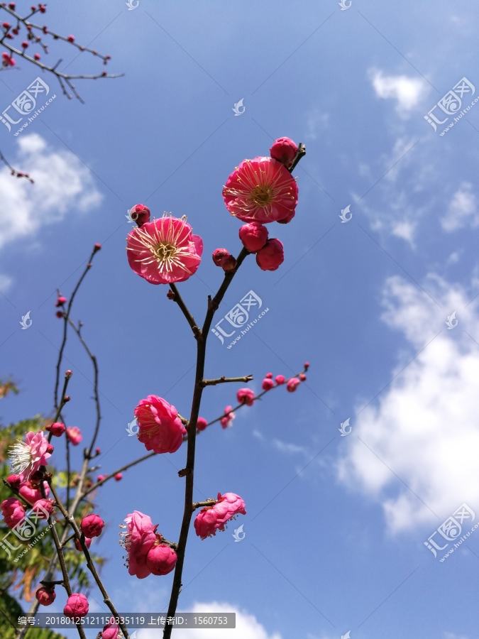 盛開的紅梅花