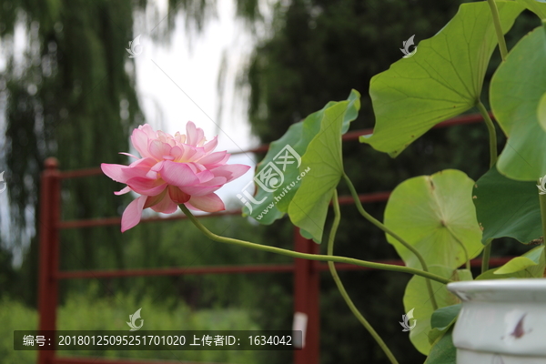 圓明園荷花