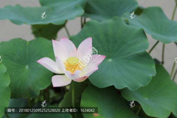 I圓明園荷花