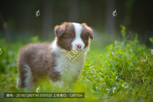 边境牧羊犬