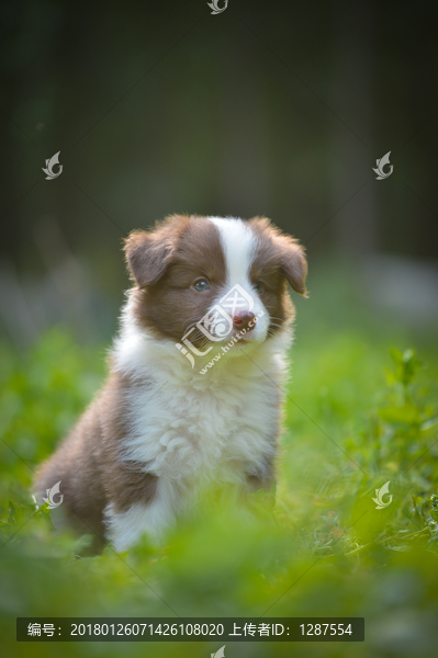 边境牧羊犬