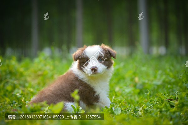 边境牧羊犬