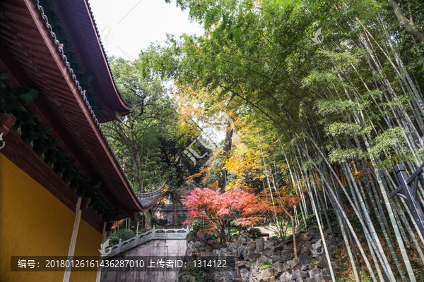 杭州灵隐寺竹海