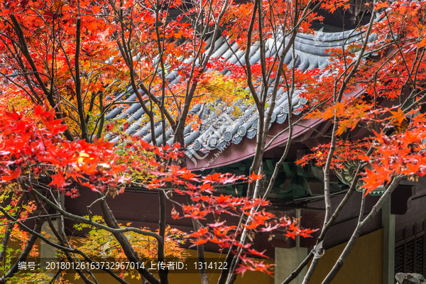 飞檐屋顶,红叶