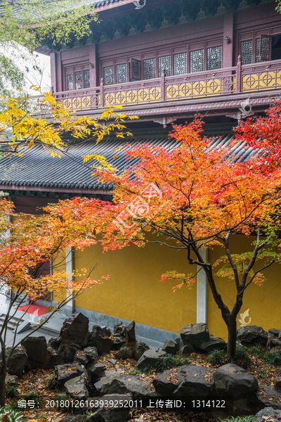 杭州灵隐寺红叶